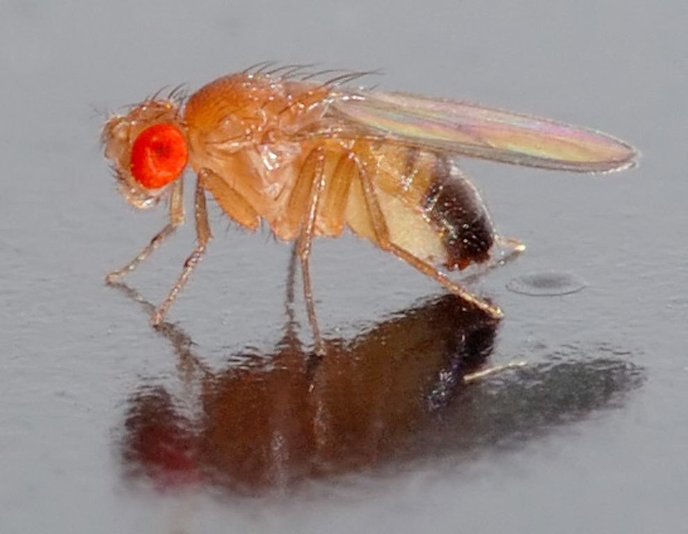André Karwath Photo licensed under the Creative Commons Attribution-Share Alike 2.5 Generic license.Dieses Bild zeigt eine nur 2,5 x 0,8 mm kleine Schwarzbäuchige Taufliege (Drosophila melanogaster).