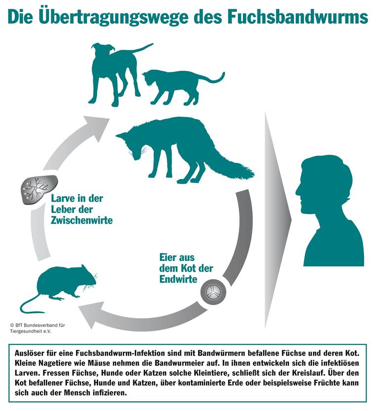 obs/Bundesverband für Tiergesundheit e.V./Grafik: BfT