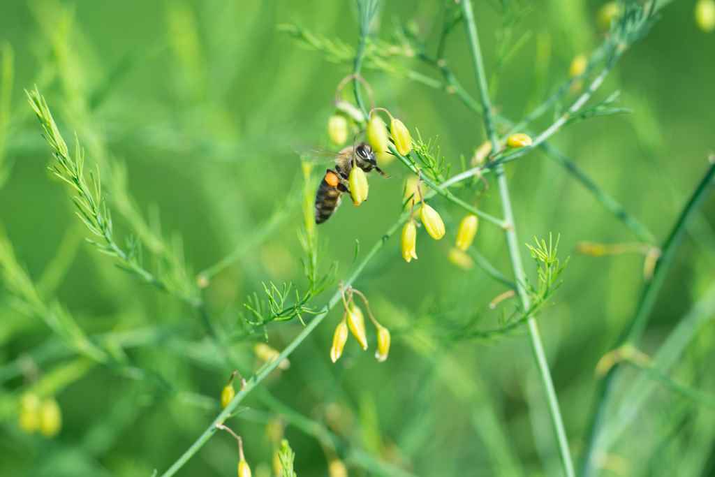 blühender Spargel mit Honigbiene Bilder: Spargelstrasse NRW