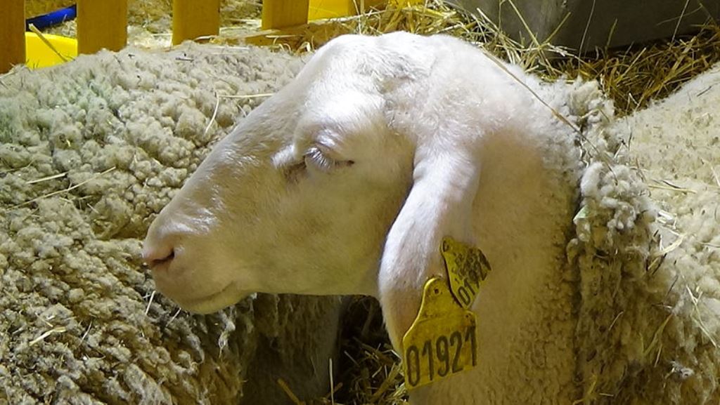 Cedricguppy - Loury cédric Mouton Lacaune (race) - Salon Agriculture Paris 2015 - (Ovis aries)