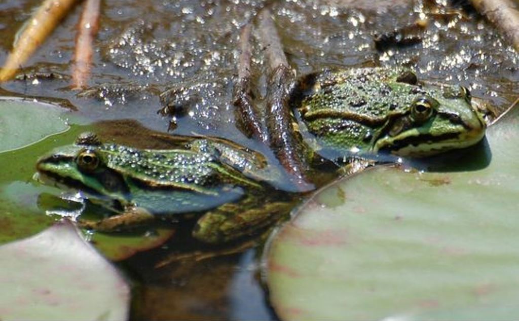 In diesen Tagen verlassen die Amphibien ihre Winterquartiere, um ihre Laichgewässer aufzusuchen.