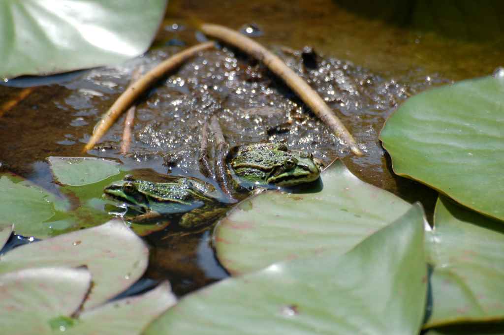 Regnerisches Wetter, Bodentemperaturen von mehr als fünf Grad  Celsius und einset-zende Dämmerung lösen das Wandern der Amphibien zu ihren Laichgewässern aus.     	Foto: Kreis Düren