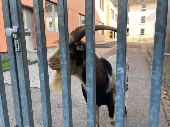 Polizei Rhein-Sieg