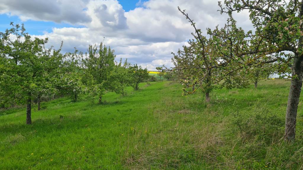 Streuobstwiese im Kreis Düren. Foto: Kreis Düren